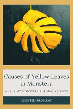 a yellow flower with the words, cause of yellow leaves in monstera