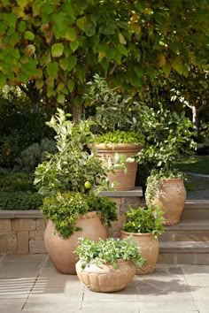 a group of potted plants sitting on top of a tiled floor next to trees