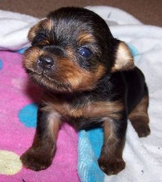 a small brown and black dog sitting on top of a blanket