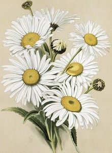 a painting of white daisies in a vase