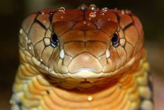 a close up of a snake's head with drops of water on it