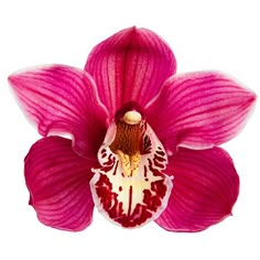 a pink flower with white stamens and red tips on it's petals