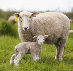 a sheep and its baby are standing in the grass