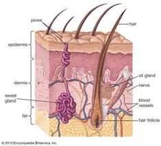 the structure of an animal's skin