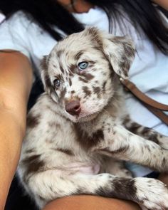 a woman holding a white and black spotted puppy in her lap with blue eyes on it's chest