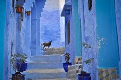 an alleyway with blue walls and steps leading up to a cat standing on the step