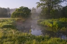 fog rising from the water in a grassy area with trees and grass on either side