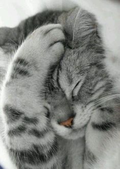 a gray and white cat laying on top of a mirror next to its head with it's eyes closed