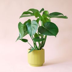 a green plant in a yellow vase on a pink background