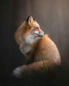 a red fox sitting on top of a grass covered field