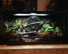 an aquarium filled with plants and rocks on top of a wooden table next to a wall