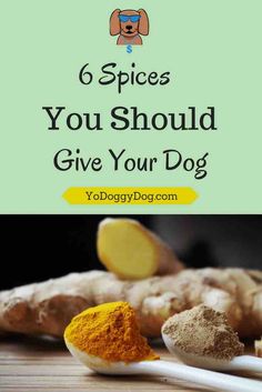 a spoon full of turment and ginger on top of a table with the title 6 spices you should give your dog