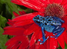 a blue and black frog sitting on top of a red flower