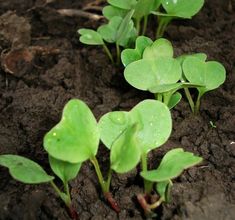 small green plants sprouting out of the ground with water droplets on them,