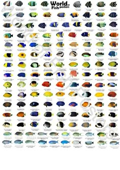 a poster with different types of fish on it