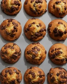 twelve chocolate chip muffins lined up on a baking sheet, ready to be eaten