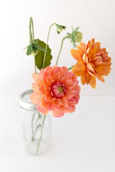 three flowers in a glass vase on a table