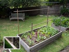 the garden is full of vegetables and plants