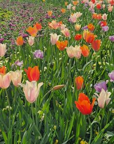 many different colored tulips growing in a field