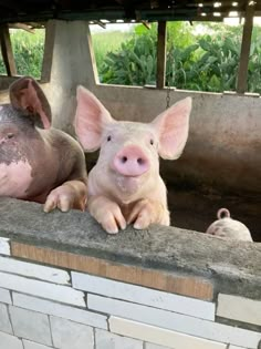 two pigs are sitting in an enclosure with one pig sticking its head over the wall