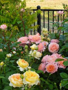 many pink and yellow roses are growing in the garden next to a black iron fence