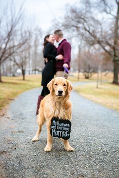 a dog with a sign that says, my husband is getting married on the road