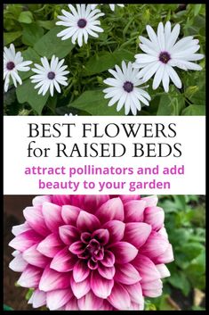 the best flowers for raised beds attract pollinators and add beauty to your garden