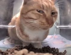 an orange and white cat sitting on top of a bowl filled with coffee beans in front of it