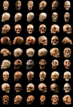 many different types of skulls are shown in this image, and there is no image to describe