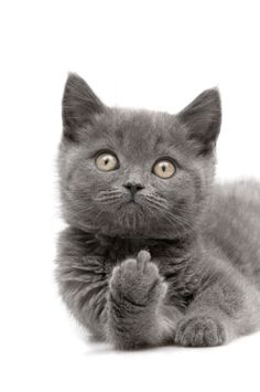 a grey kitten looking at the camera with its paw on it's chest stock photo