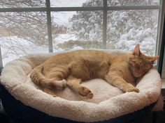 an orange cat sleeping on top of a pet bed in front of a snowy window