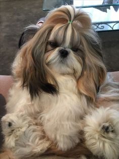 a small dog sitting on top of a couch