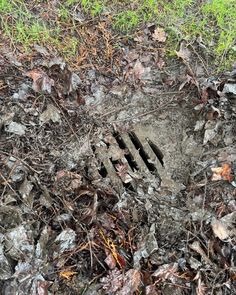 an animal tracks in the ground with grass