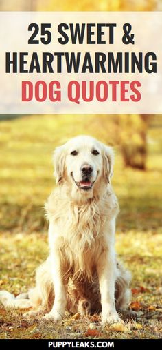 a golden retriever sitting in the grass with text overlay that reads 25 sweet and heartwarming dog quotes