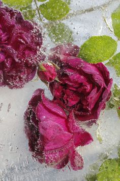 two red flowers sitting on top of ice