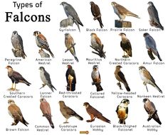 FALCON Facts Types Classification Habitats Diet Adaptation Types Of Falcons, Animal Evolution, Bird Types, Peregrine Falcon, Animal Science, Types Of Animals