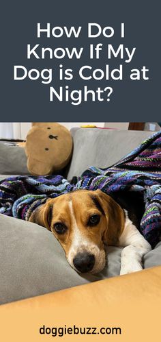 How-Do-I-Know-If-My-Dog-Is-Cold-At-Night? Basset Puppies, Dog Cold, Dog Health Tips, My Puppy