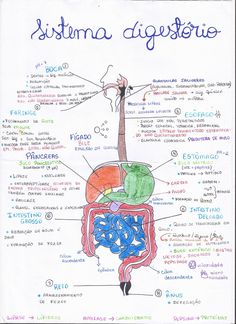 a diagram of the human digest