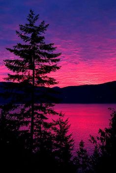 the sky is pink and purple as the sun goes down over water with pine trees in foreground