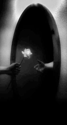 two hands reaching out to touch a white flower in a black and white photo with the light shining on it