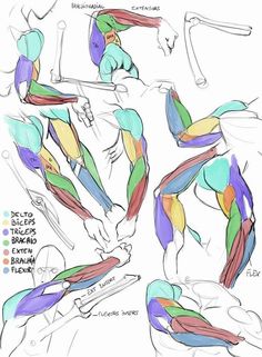 a drawing of muscles and their functions in the arm, chest, leg and back