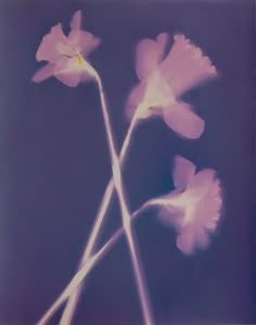 three pink flowers with white stems against a blue background, in the middle of an image