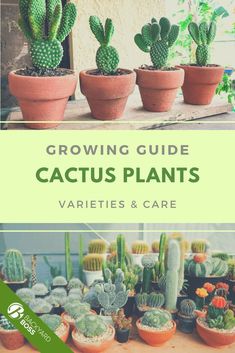 cacti and cactus plants with the title growing guide cactus plants varieties & care