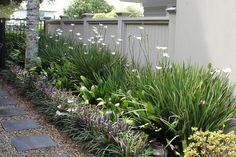 a long row of plants next to a house