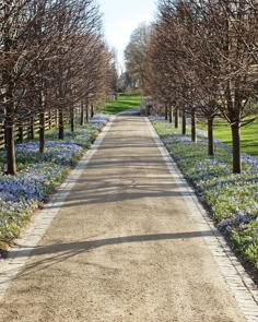 a road lined with blue flowers and trees