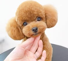 a small brown dog sitting on top of a table next to someone's hand