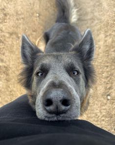 a close up of a dog looking at the camera