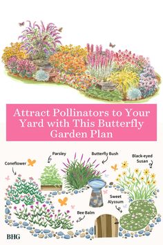 an illustrated garden plan with flowers and plants in the center, butterflies flying around it