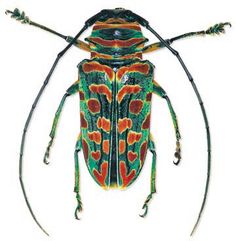 a close up of a beetle on a white background with an orange and green pattern