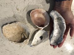 a person holding two seashells in their hands